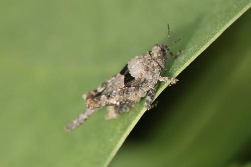 Paratettix meridionalis
